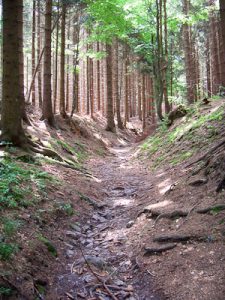 Heimat: Der Wald am Rennsteig