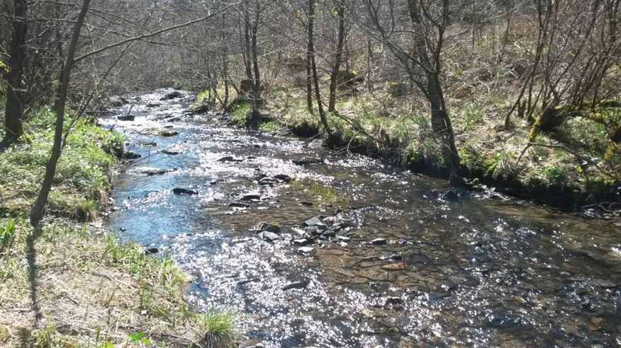 Symbolbild Ruhepol: Bach im Wald glitztert im Sonnenlicht