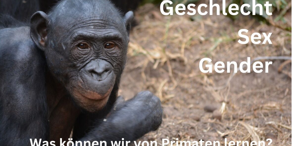 Gender und Affen: Was wir von Primaten lernen können (Rezension)